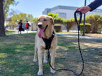 Rope Dog Leash 6FT with Comfortable Padded Handle, Highly Reflective Threads Strong Dog Leash for Puppies Small Medium and Large Dogs