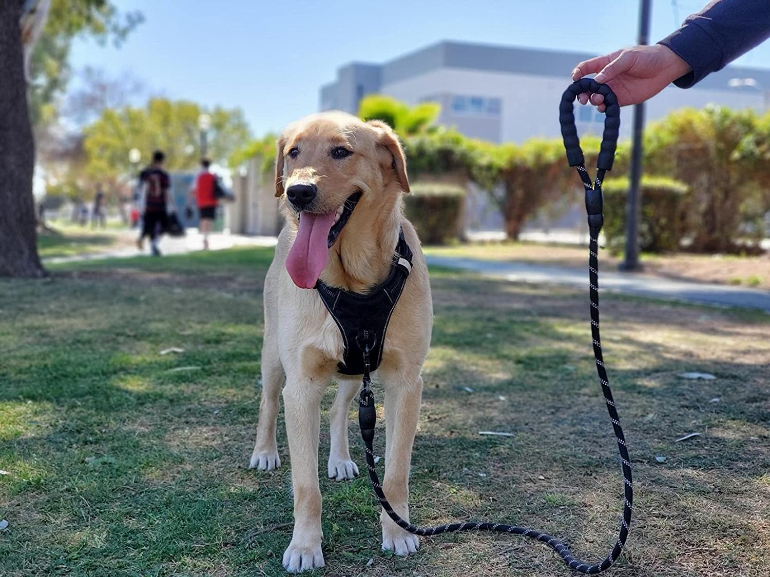 Rope Dog Leash 6FT with Comfortable Padded Handle, Highly Reflective Threads Strong Dog Leash for Puppies Small Medium and Large Dogs